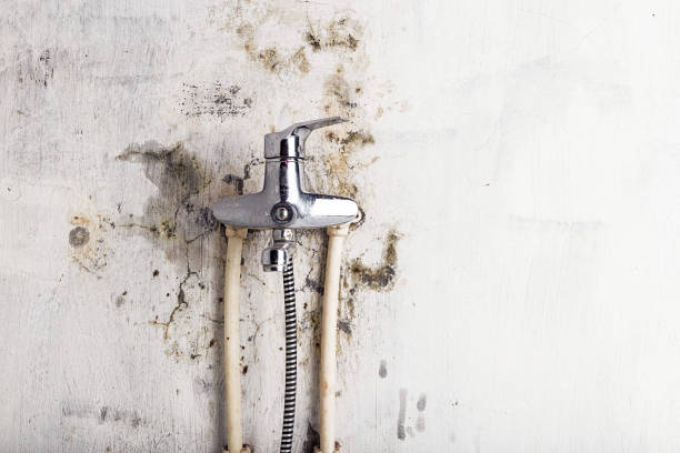 Best Mold Testing and Removal  in Energy, IL
