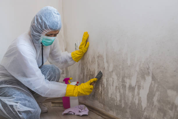 Best Certified Mold Removal  in Energy, IL