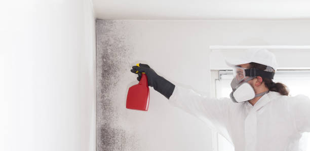 Mold Testing and Removal in Energy, IL