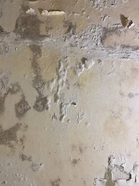 Best Local Mold Removal Service  in Energy, IL