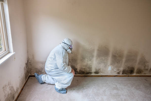 Best Certified Mold Removal  in Energy, IL