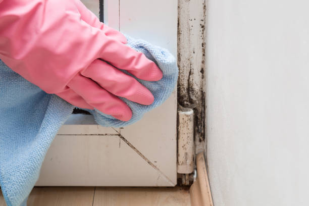 Best Mold Remediation Experts  in Energy, IL