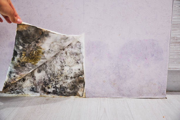 Best Home Mold Removal  in Energy, IL